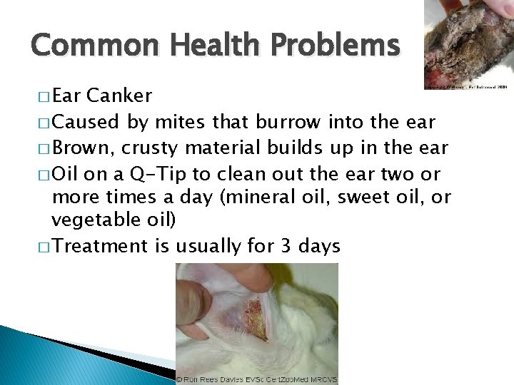 Common Health Problems � Ear Canker � Caused by mites that burrow into the