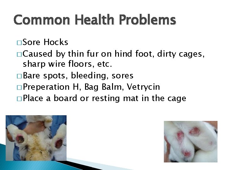 Common Health Problems � Sore Hocks � Caused by thin fur on hind foot,