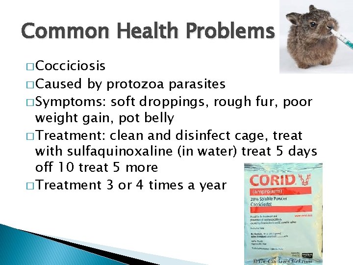 Common Health Problems � Cocciciosis � Caused by protozoa parasites � Symptoms: soft droppings,