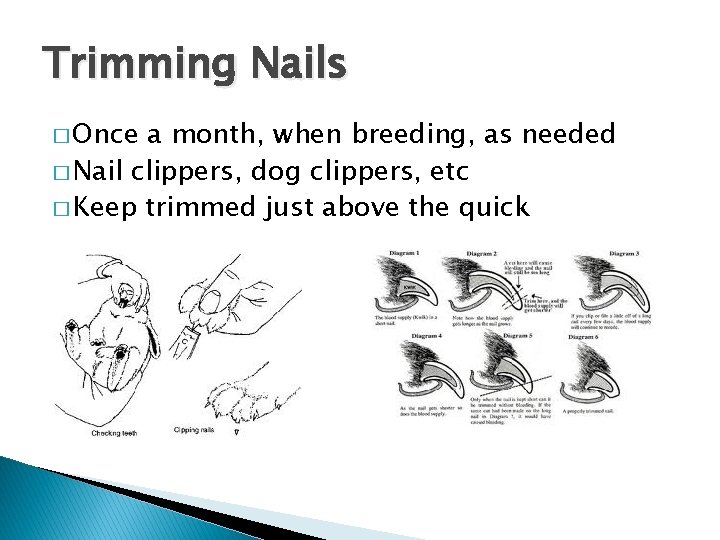 Trimming Nails � Once a month, when breeding, as needed � Nail clippers, dog