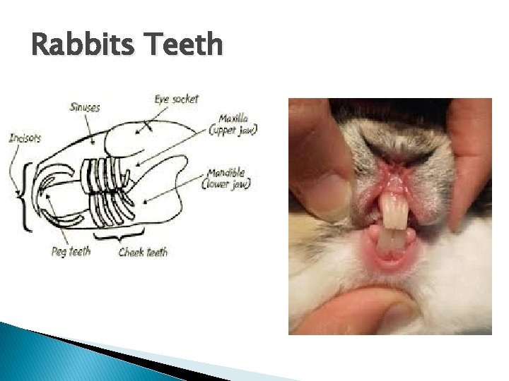Rabbits Teeth 