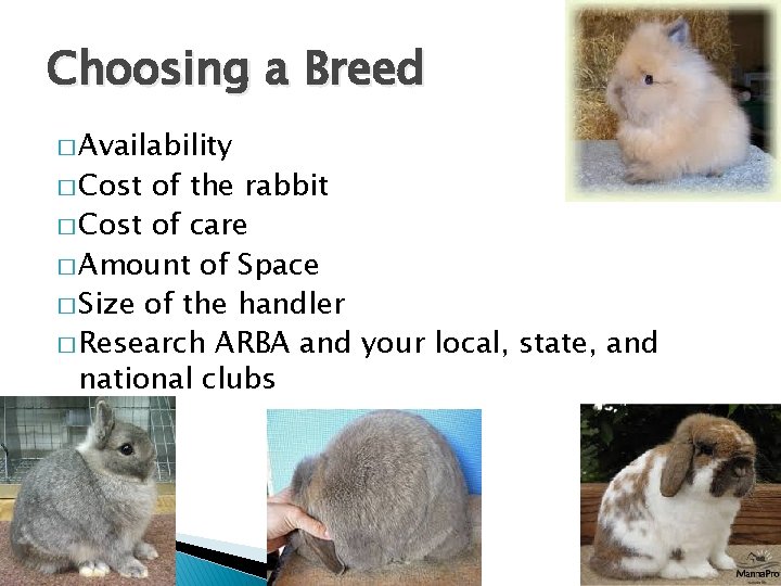 Choosing a Breed � Availability � Cost of the rabbit � Cost of care
