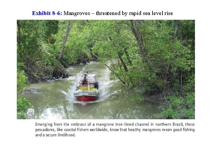 Exhibit 8 -6: Mangroves – threatened by rapid sea level rise 