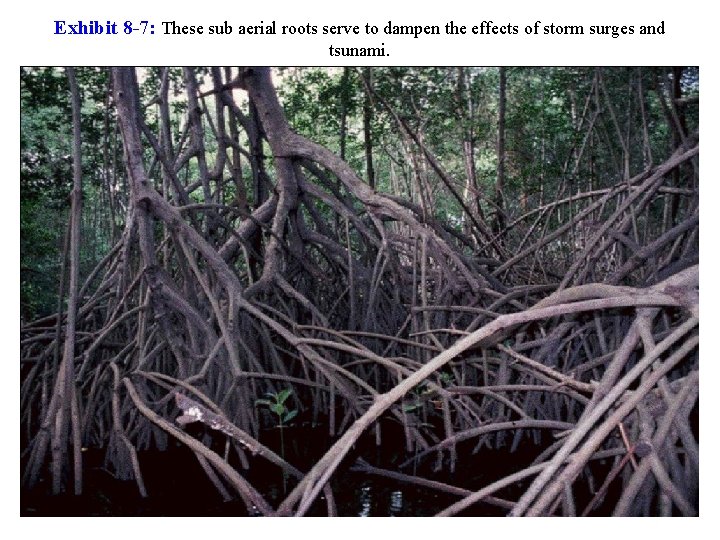 Exhibit 8 -7: These sub aerial roots serve to dampen the effects of storm