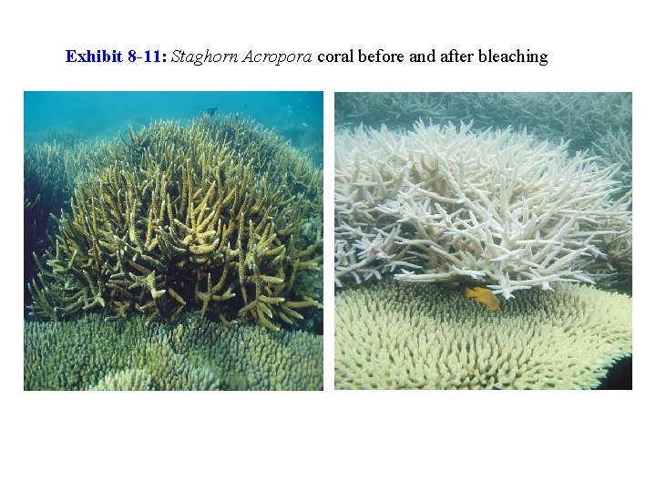 Exhibit 8 -11: Staghorn Acropora coral before and after bleaching 