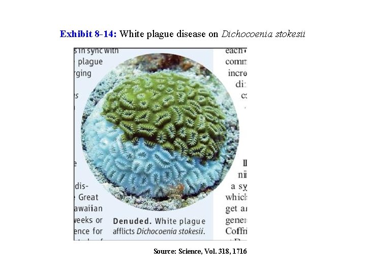 Exhibit 8 -14: White plague disease on Dichocoenia stokesii Source: Science, Vol. 318, 1716