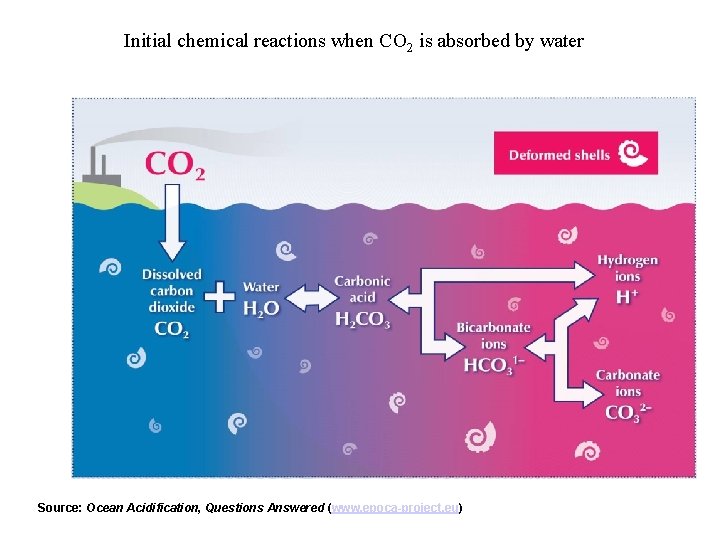 Initial chemical reactions when CO 2 is absorbed by water Source: Ocean Acidification, Questions