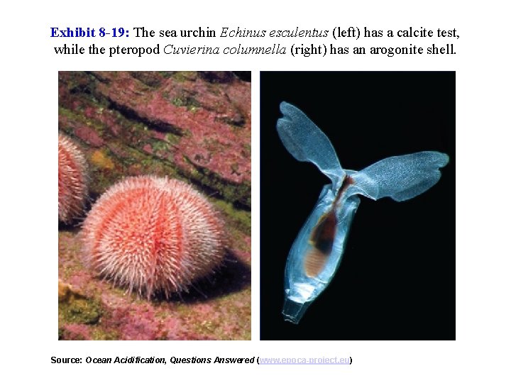 Exhibit 8 -19: The sea urchin Echinus esculentus (left) has a calcite test, while