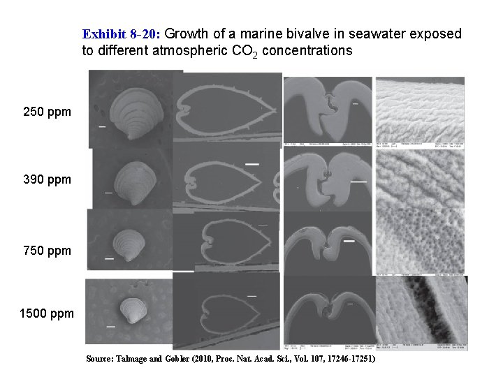 Exhibit 8 -20: Growth of a marine bivalve in seawater exposed to different atmospheric