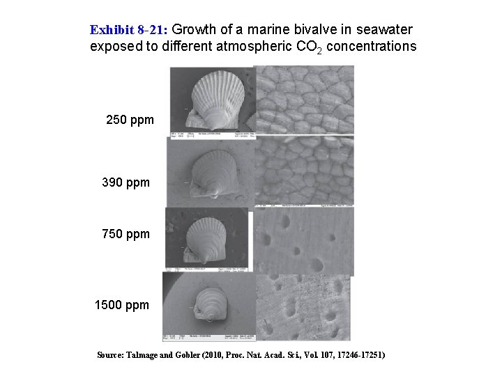 Exhibit 8 -21: Growth of a marine bivalve in seawater exposed to different atmospheric