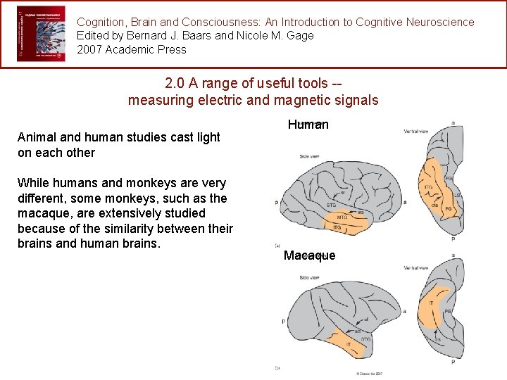 Cognition, Brain and Consciousness: An Introduction to Cognitive Neuroscience Edited by Bernard J. Baars