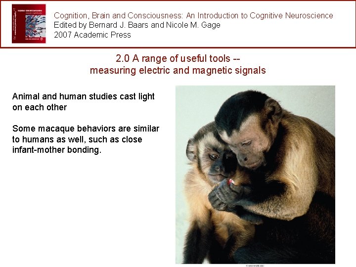 Cognition, Brain and Consciousness: An Introduction to Cognitive Neuroscience Edited by Bernard J. Baars