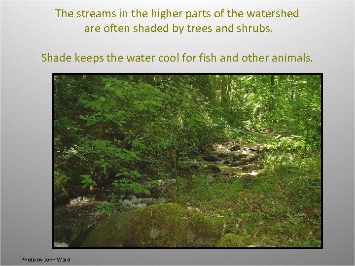 The streams in the higher parts of the watershed are often shaded by trees