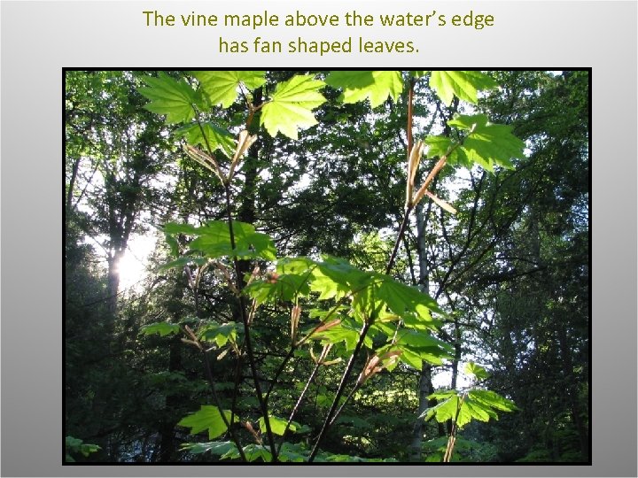 The vine maple above the water’s edge has fan shaped leaves. 