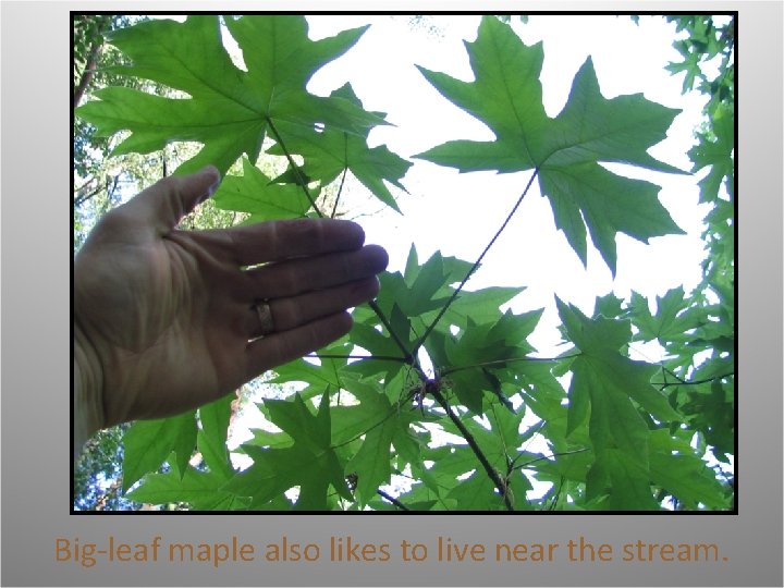 Big-leaf maple also likes to live near the stream. 
