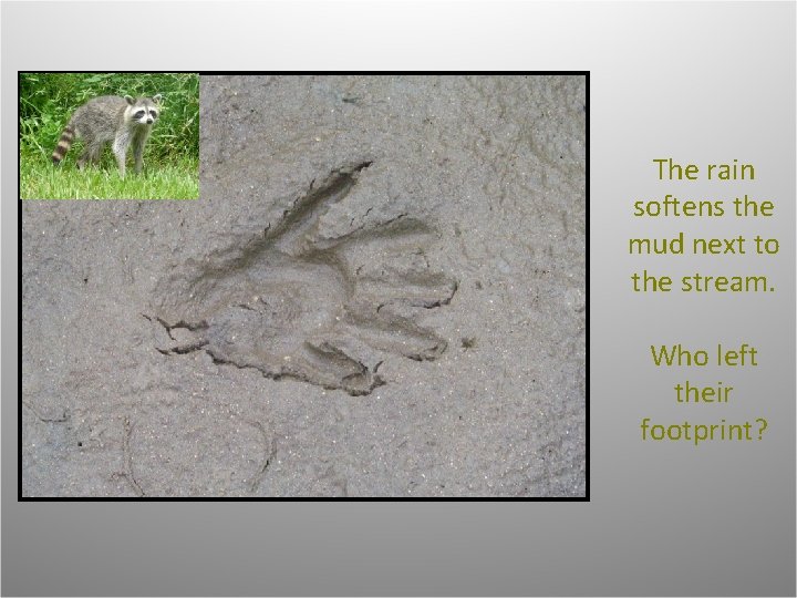 The rain softens the mud next to the stream. Who left their footprint? 
