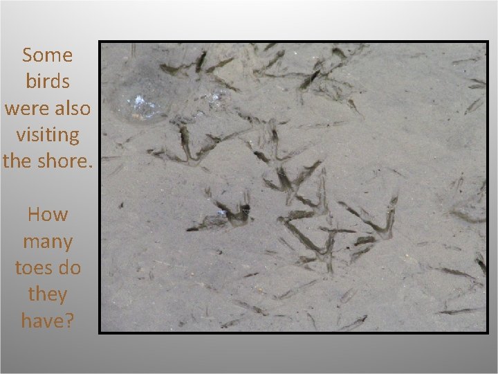 Some birds were also visiting the shore. How many toes do they have? 