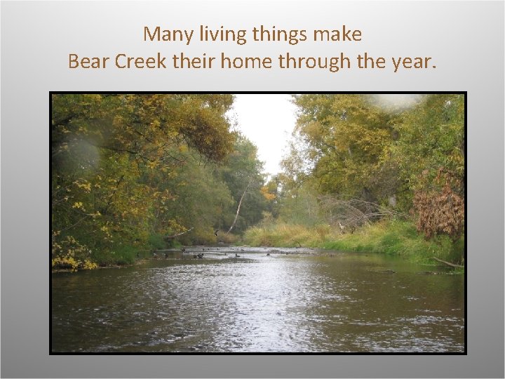 Many living things make Bear Creek their home through the year. 