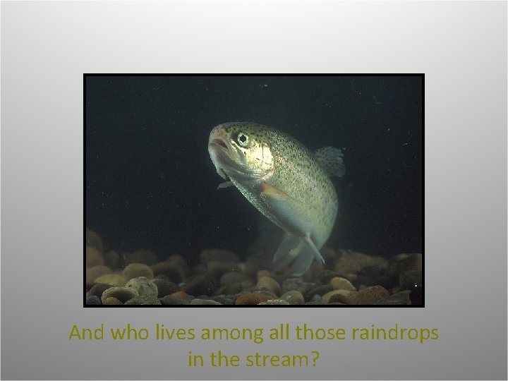 And who lives among all those raindrops in the stream? 