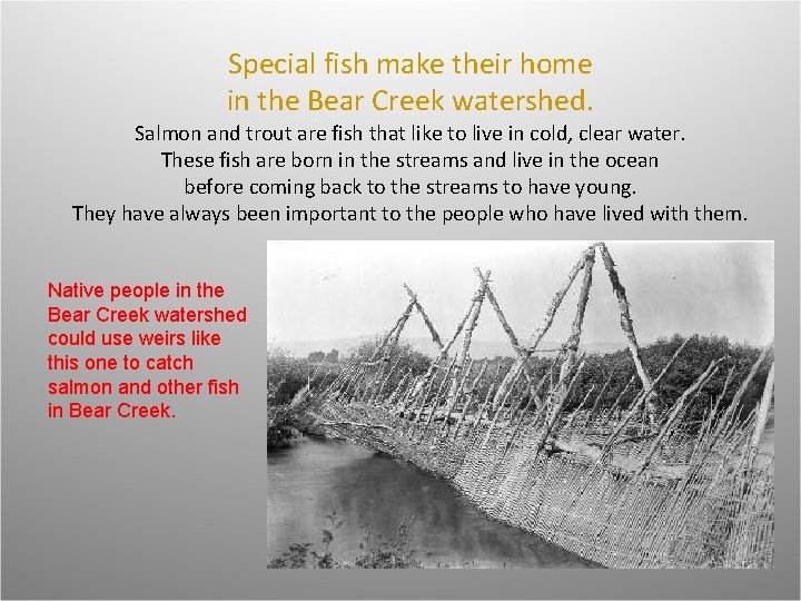 Special fish make their home in the Bear Creek watershed. Salmon and trout are