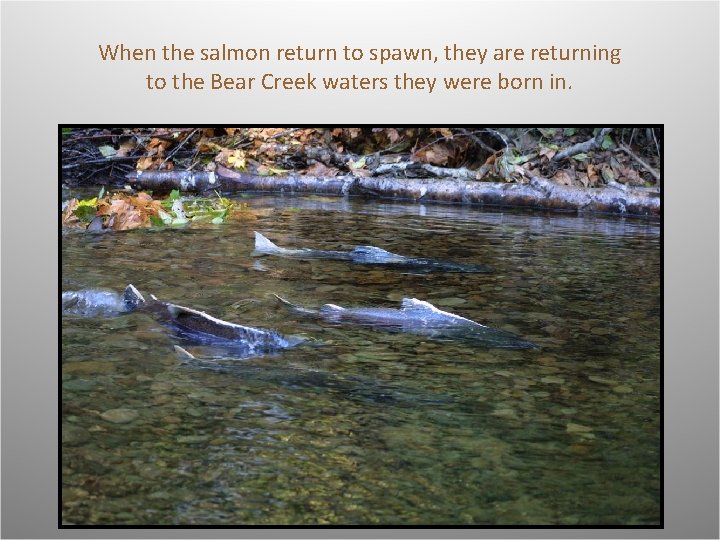 When the salmon return to spawn, they are returning to the Bear Creek waters