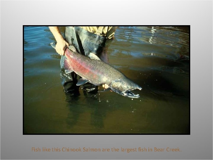 Fish like this Chinook Salmon are the largest fish in Bear Creek. 
