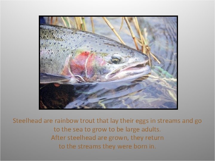 Steelhead are rainbow trout that lay their eggs in streams and go to the