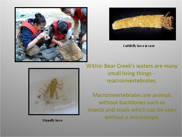 Caddisfly larva in case Within Bear Creek’s waters are many small living things –