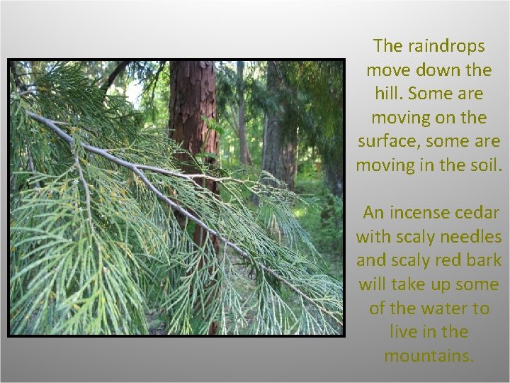 The raindrops move down the hill. Some are moving on the surface, some are