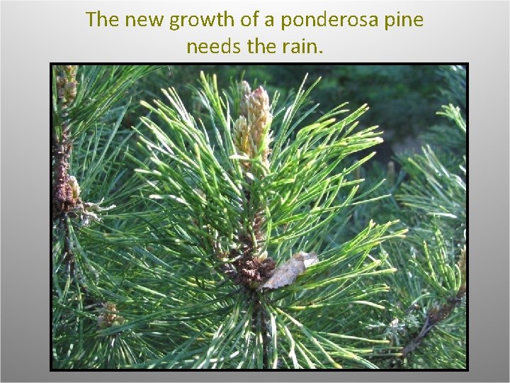 The new growth of a ponderosa pine needs the rain. 