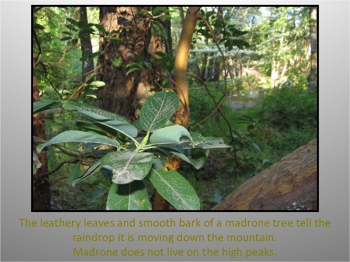 The leathery leaves and smooth bark of a madrone tree tell the raindrop it