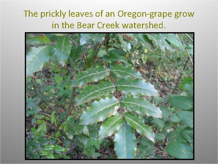 The prickly leaves of an Oregon-grape grow in the Bear Creek watershed. 