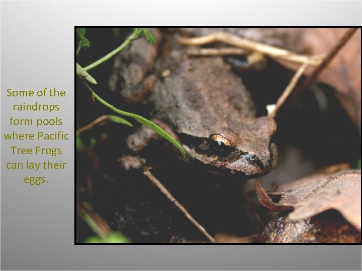 Some of the raindrops form pools where Pacific Tree Frogs can lay their eggs.