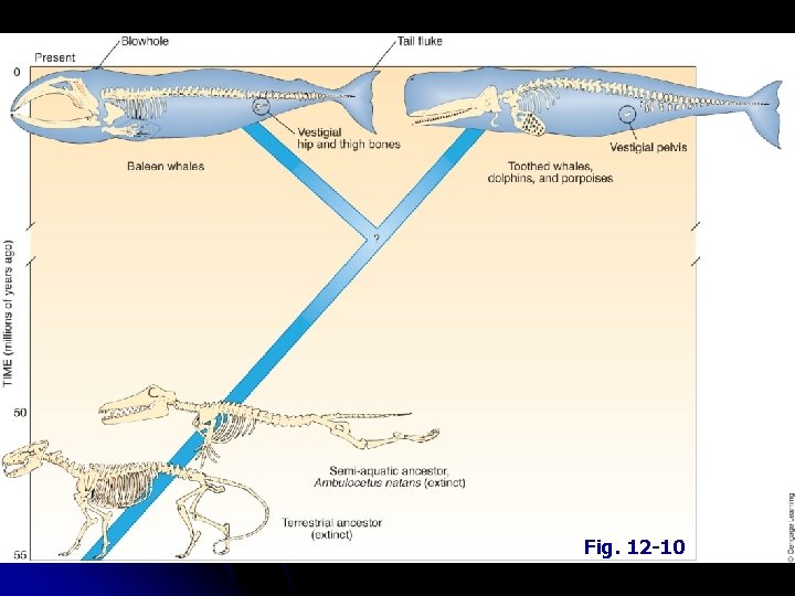 Fig. 12 -10 Fig. 12 -10