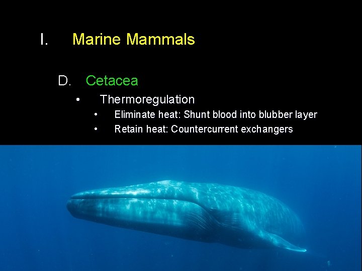 I. Marine Mammals D. Cetacea • Thermoregulation • • Eliminate heat: Shunt blood into I. Marine Mammals D. Cetacea • Thermoregulation • • Eliminate heat: Shunt blood into