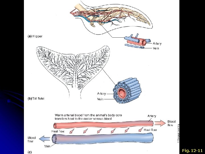 Fig. 12 -11 Fig. 12 -11
