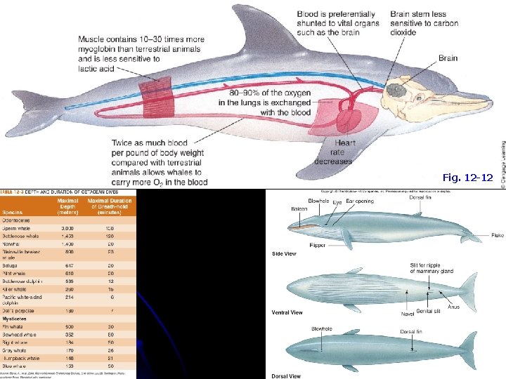 Fig. 12 -12 Fig. 12 -12