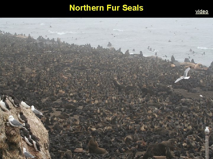 Northern Fur Seals video Northern Fur Seals video
