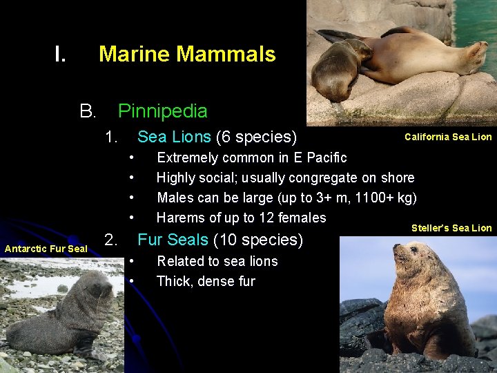 I. Marine Mammals B. Pinnipedia 1. Sea Lions (6 species) • • Antarctic Fur I. Marine Mammals B. Pinnipedia 1. Sea Lions (6 species) • • Antarctic Fur