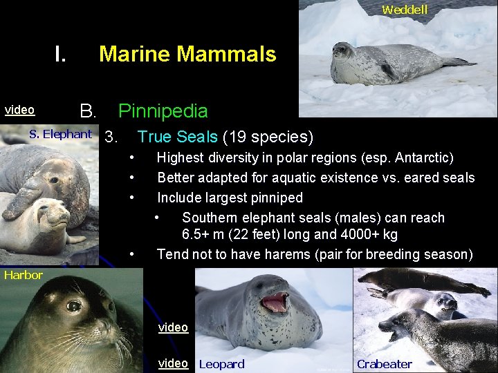 Weddell I. video Marine Mammals B. S. Elephant Pinnipedia 3. True Seals (19 species) Weddell I. video Marine Mammals B. S. Elephant Pinnipedia 3. True Seals (19 species)