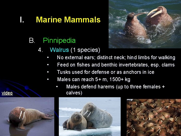 I. Marine Mammals B. Pinnipedia 4. Walrus (1 species) • • video No external I. Marine Mammals B. Pinnipedia 4. Walrus (1 species) • • video No external