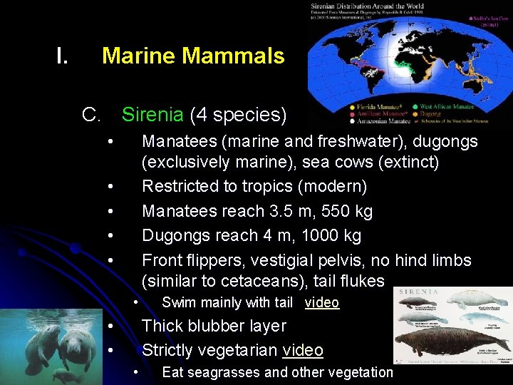 I. Marine Mammals C. Sirenia (4 species) • Manatees (marine and freshwater), dugongs (exclusively I. Marine Mammals C. Sirenia (4 species) • Manatees (marine and freshwater), dugongs (exclusively