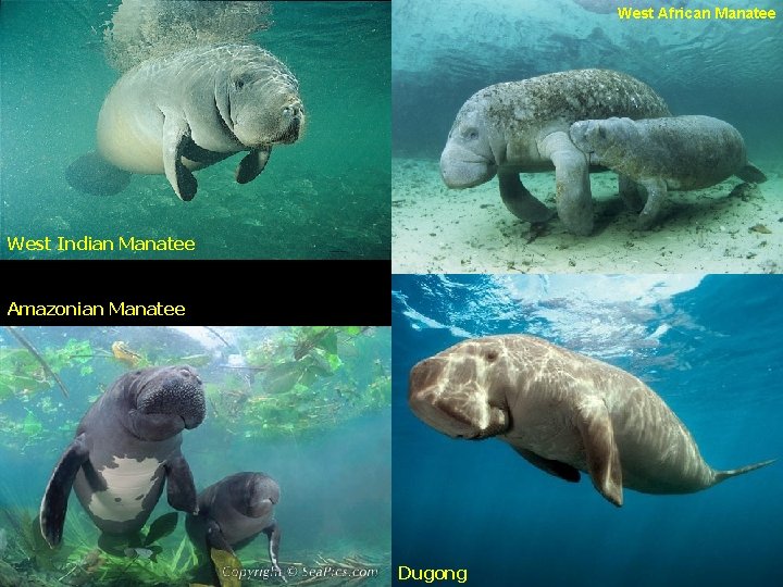 West African Manatee West Indian Manatee Amazonian Manatee Dugong West African Manatee West Indian Manatee Amazonian Manatee Dugong