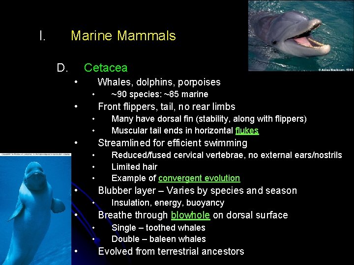 I. Marine Mammals D. Cetacea • Whales, dolphins, porpoises • • Front flippers, tail, I. Marine Mammals D. Cetacea • Whales, dolphins, porpoises • • Front flippers, tail,