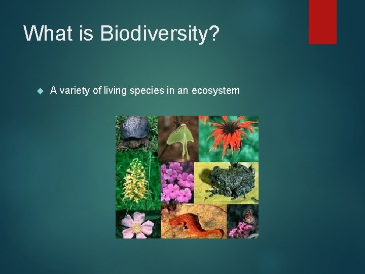 What is Biodiversity? A variety of living species in an ecosystem 