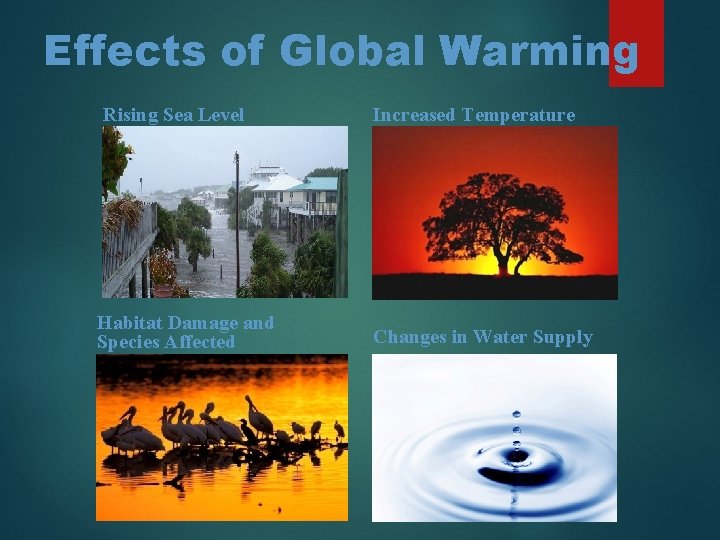 Effects of Global Warming Rising Sea Level Increased Temperature Habitat Damage and Species Affected