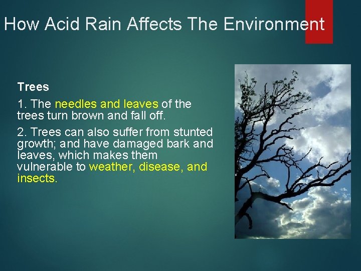 How Acid Rain Affects The Environment Trees 1. The needles and leaves of the