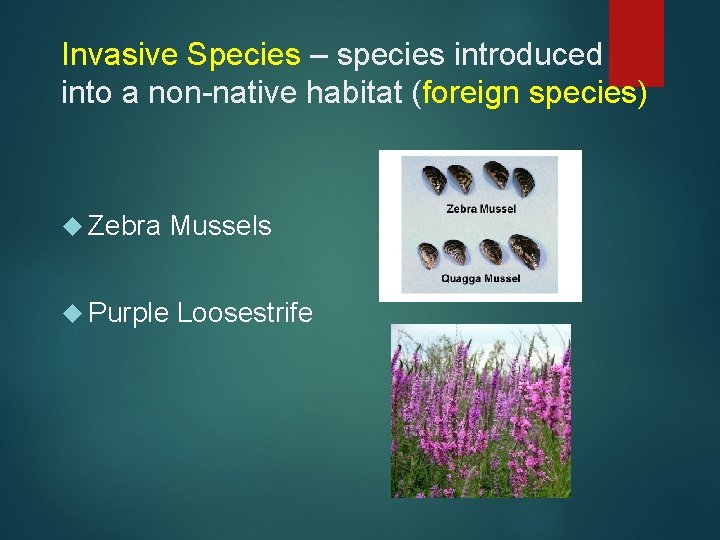 Invasive Species – species introduced into a non-native habitat (foreign species) Zebra Mussels Purple