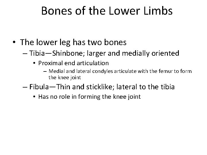 Bones of the Lower Limbs • The lower leg has two bones – Tibia—Shinbone;
