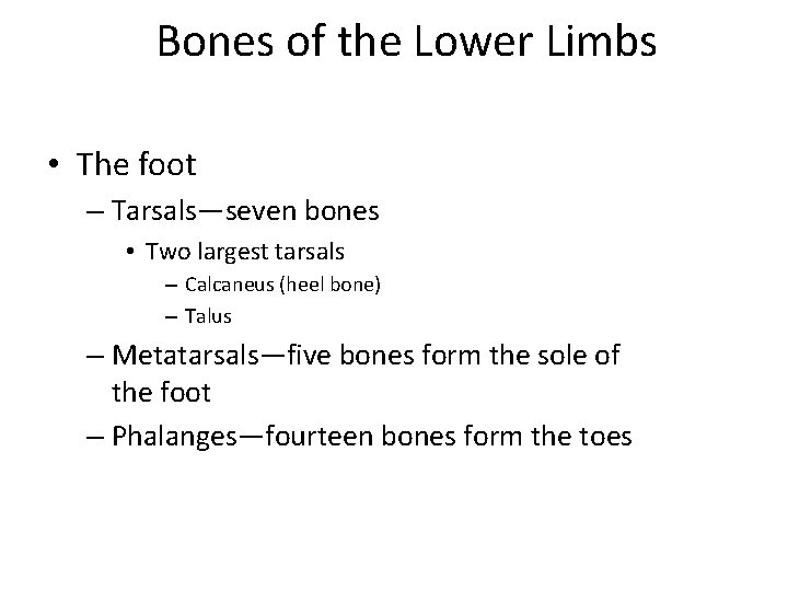 Bones of the Lower Limbs • The foot – Tarsals—seven bones • Two largest